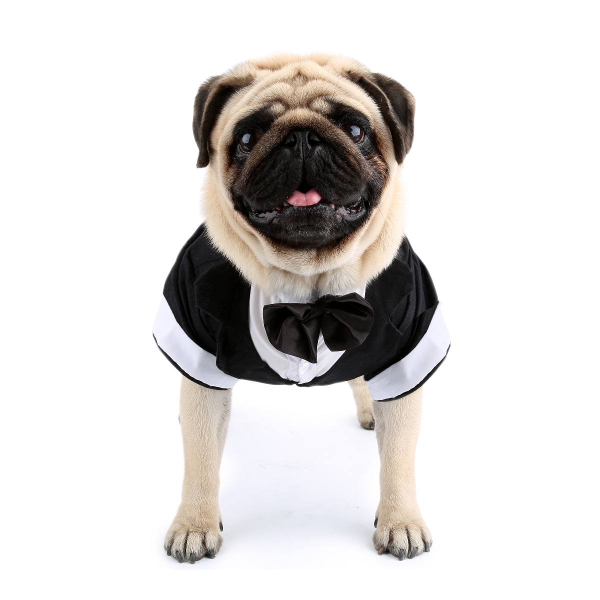 Hondenshirt Puppykleding, Huis - Pet Supplies Co recensie en prijs