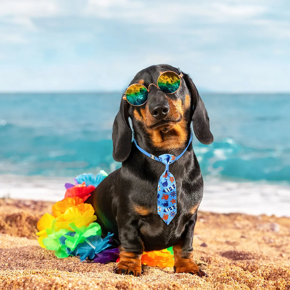 50 stks Hond Verzorging Kleine - Pet Supplies Co recensie en prijs