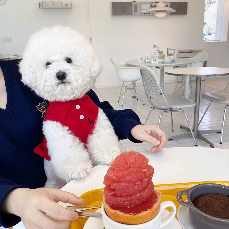 Nieuw hondenpoloshirt, coole h - Pet Supplies Co recensie en prijs