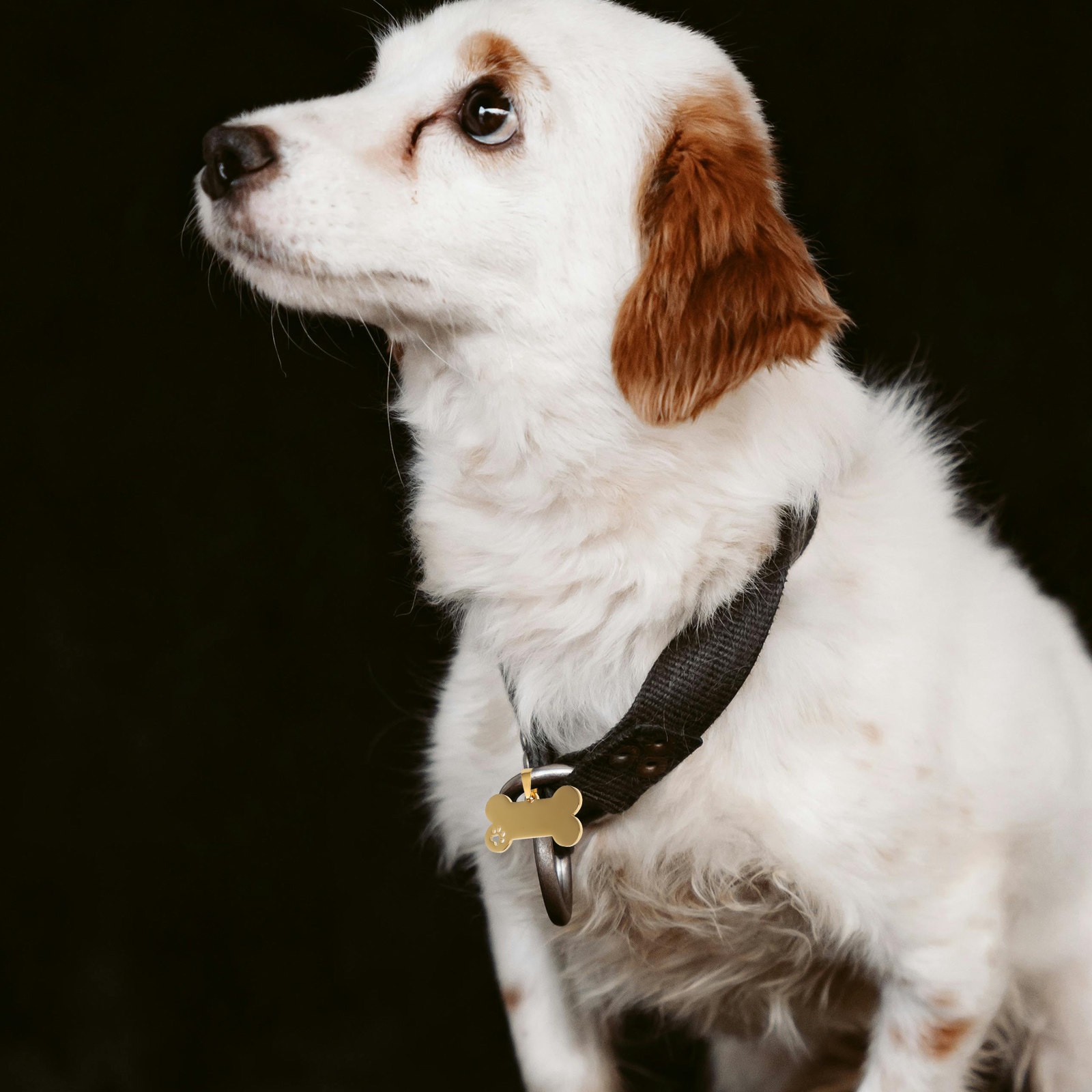4 stuks blanco hondenlabels va - Pet Supplies Online recensie en prijs