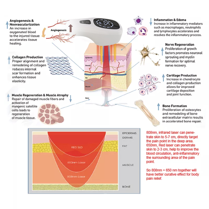 2x808nm Koude Laser Therapie A - Pet Supplies Outlet recensie en prijs